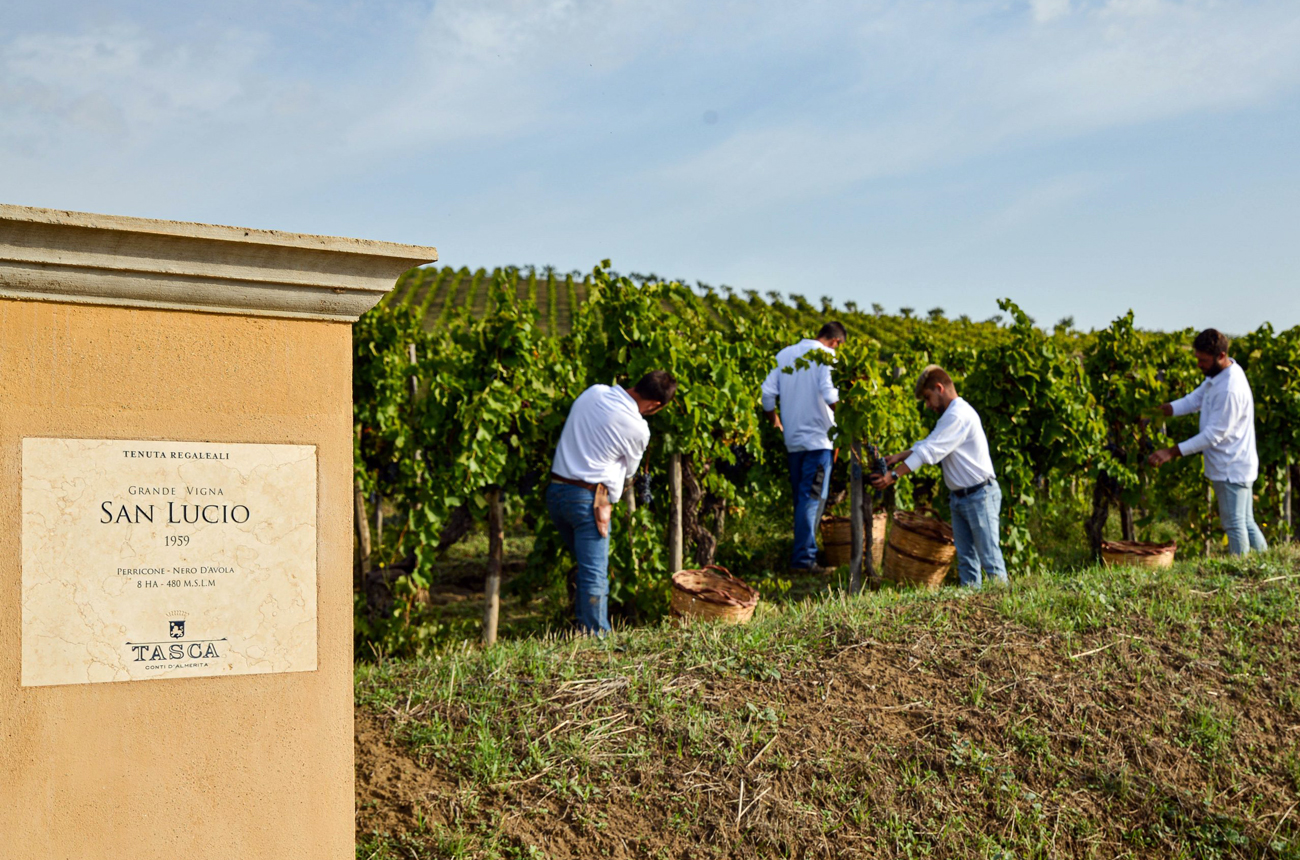 San Lucio Vineyard Tenuta Regaleali Sicily