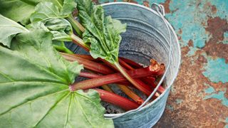 harvested rhubarb in metal bucket