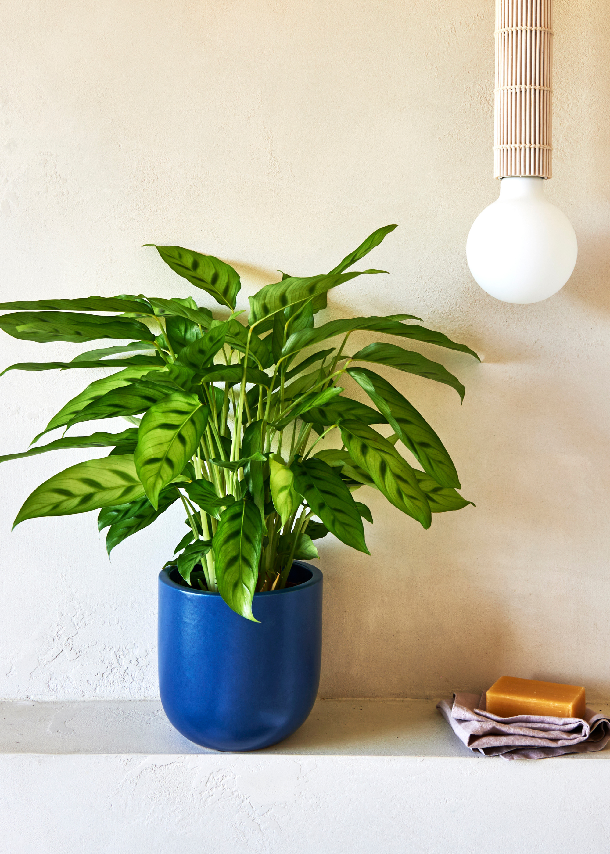 A calathea leopardina in a cobalt blue pot near a bar of soap on a washcloth on a ledge beside a pendant light