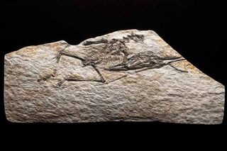 This cast of a fossil of <i>Nemicolopterus crypticus</i>, one of the smallest pterosaurs, was discovered in northeastern China.