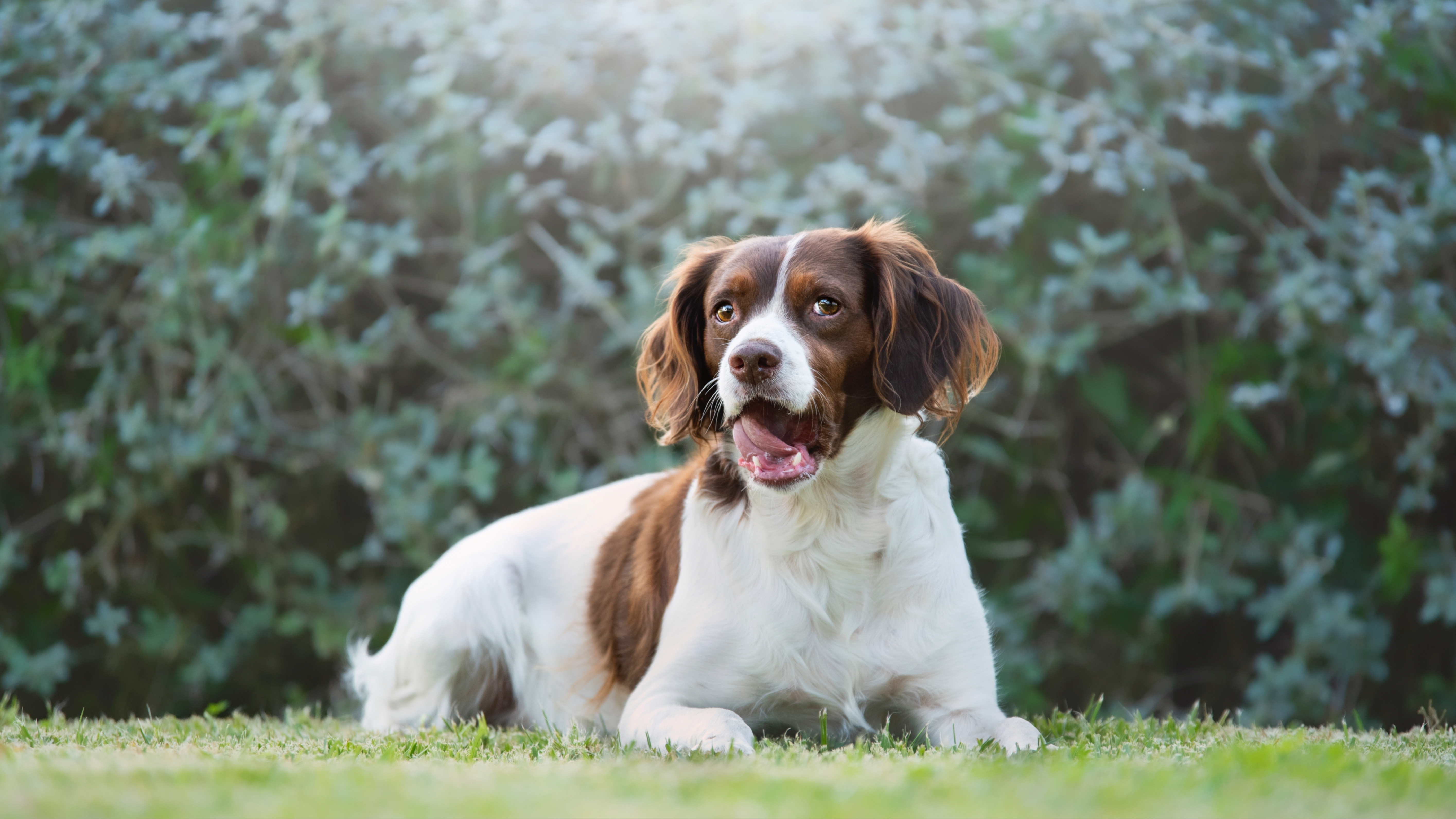 English Springer Spaniel
