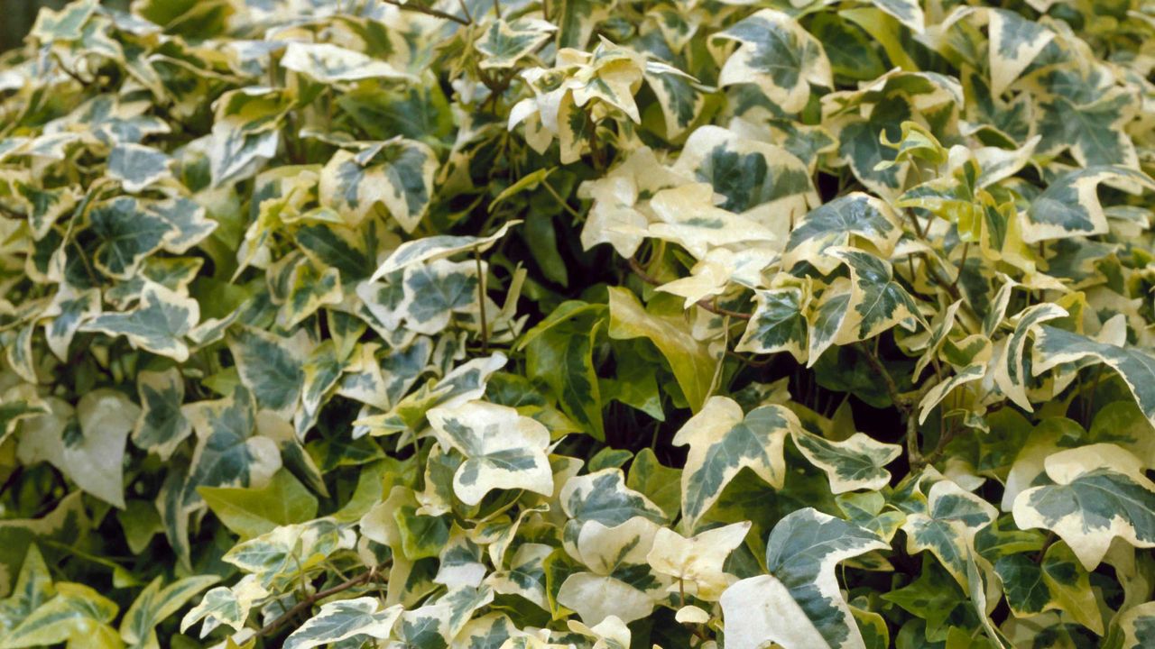 Hedera helix `Goldchild&#039; 