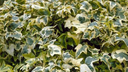 Hedera helix“金童”