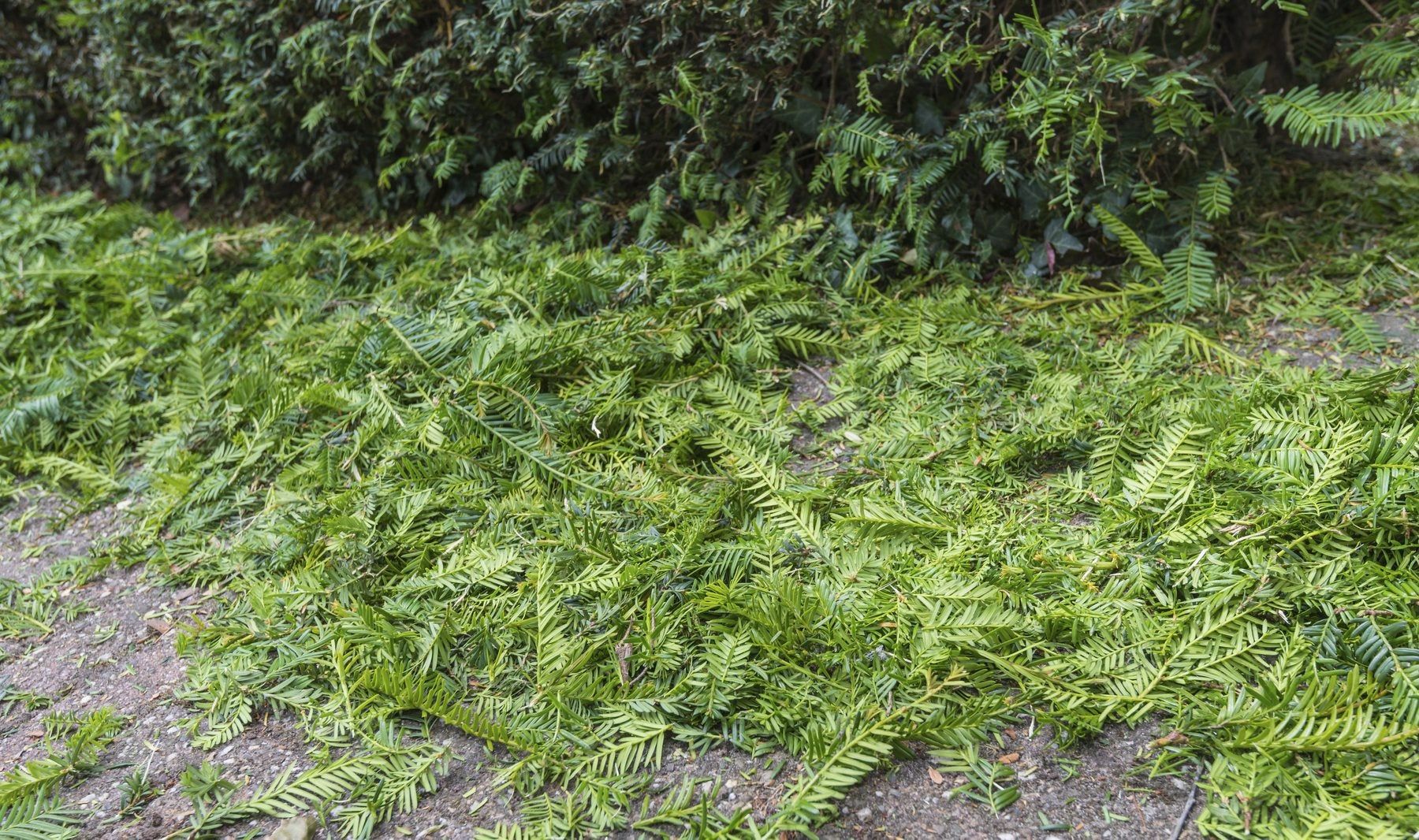 Guide To Pruning Yew Bushes Tips For Cutting Back Yews In The
