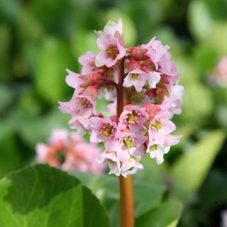 Bergenia