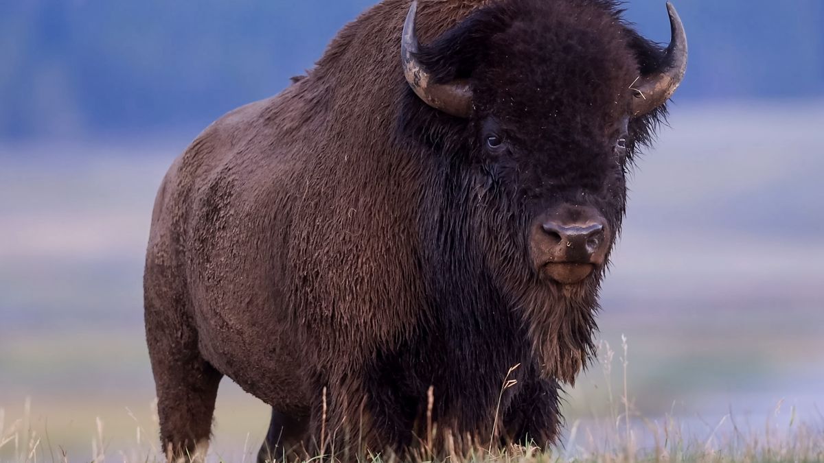 Giggling Yellowstone tourists stalk bison on boardwalk with children in ...