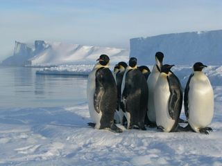 Emperor penguins photographed here on the Brunt ice shelf near the British Antarctic Survey Halley Research Station.