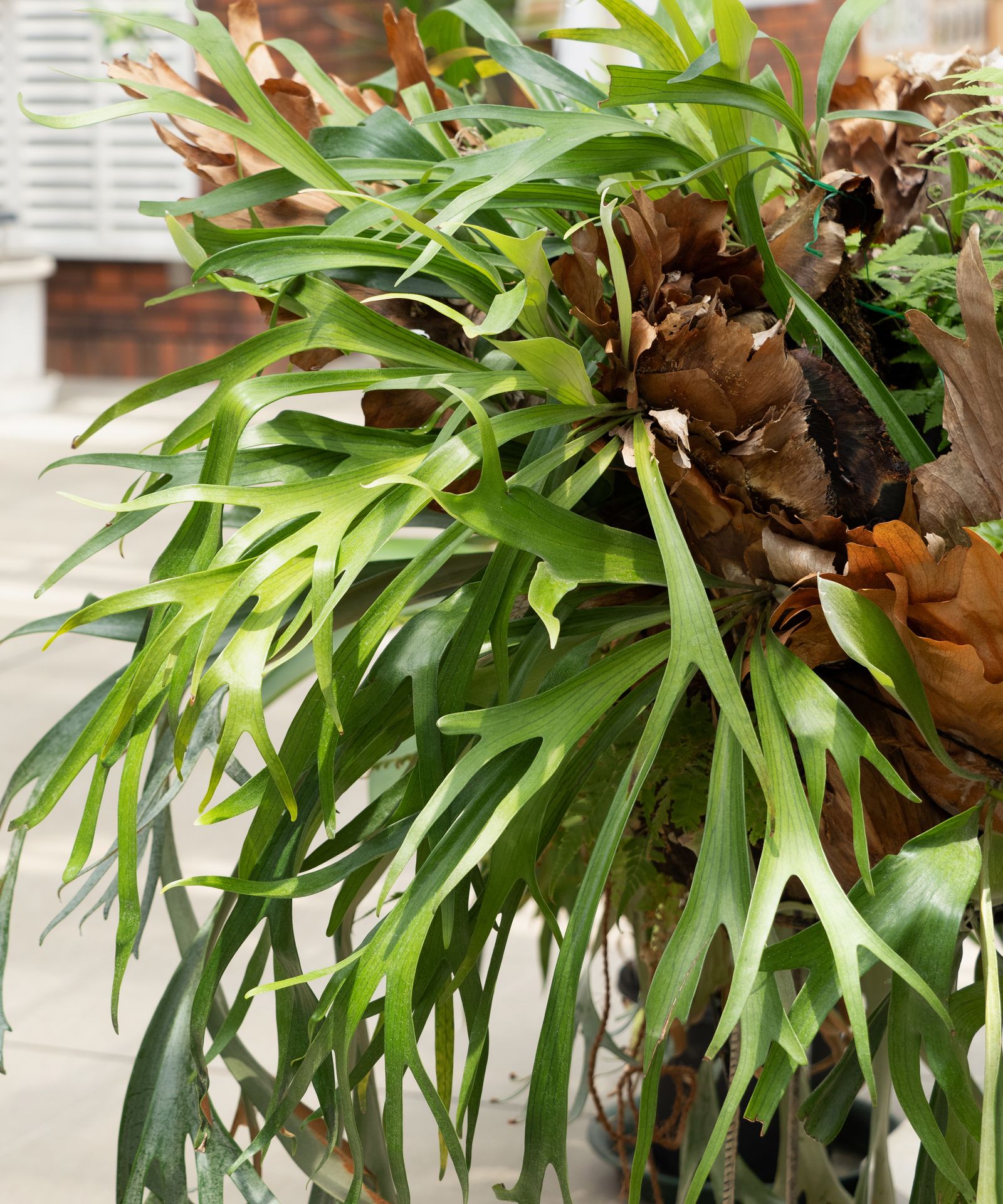 Will Joanna Gaines's staghorn fern become a trend in 2022? | Homes