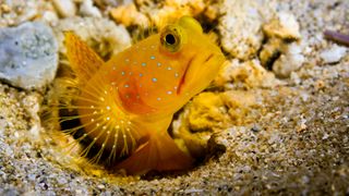 Yellow watchman goby coming out of hole