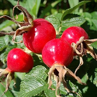 Rose Hip Seeds 