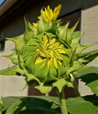 The unopened bud of a sunflower has the unique ability to track the movement of the sun across the horizon.