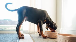 A doberman puppy eating from a bowl
