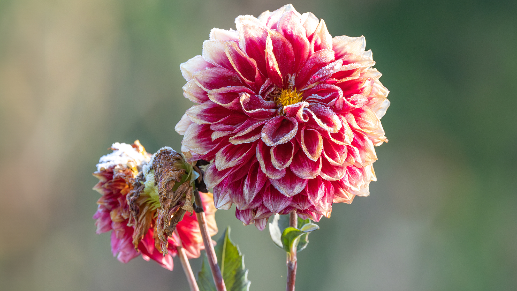 A close up of a dahlia flower coated in frost with blurred colorful background