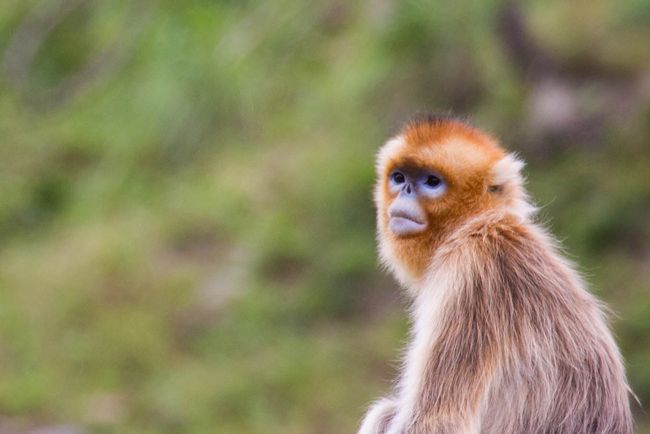 Photos: The Amazing Animals Of China 