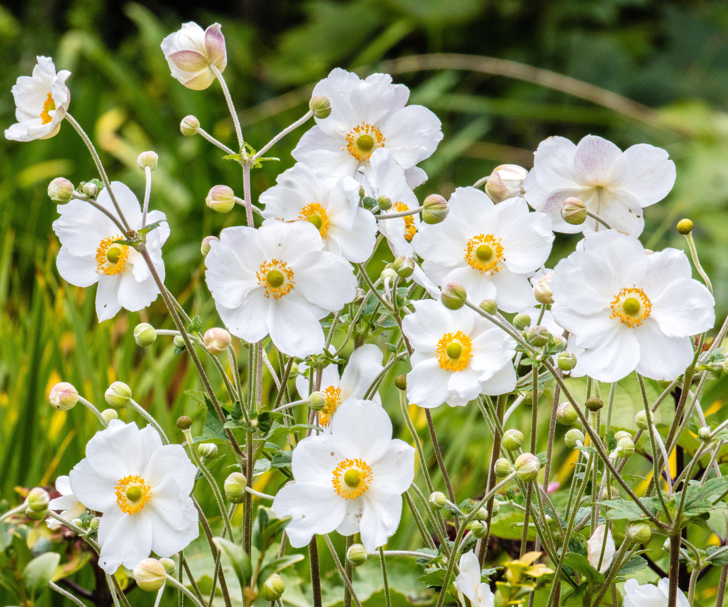 Japanese anemone Honorine Jobert in full bloom
