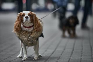 A small cavalier dog on a walk.