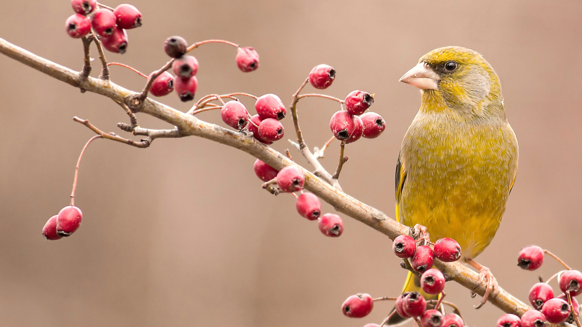 greenfinch bird sitting on shrub with red berries