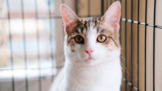 Cat sitting inside cage