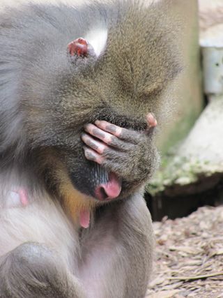 A male mandrill covers his eyes, a gesture that appears to have been learned from a female in his group at an English zoo.