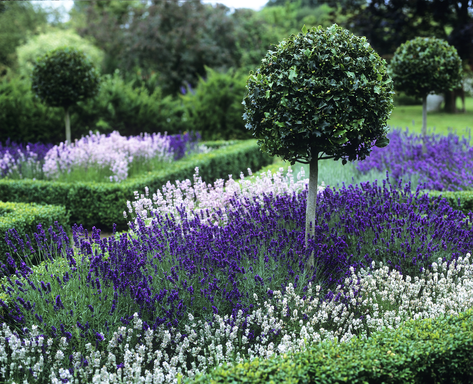 formal garden with lavender borders