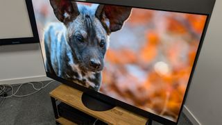 Panasonic Z95A 65-inch MLA OLED TV on wooden TV bench showing dog on screen