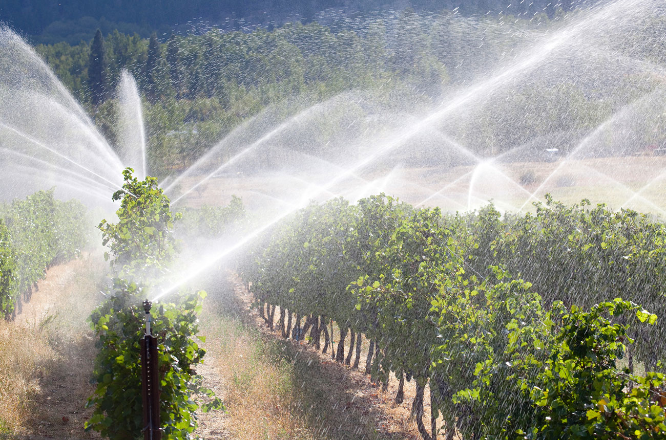irrigation in vineyards