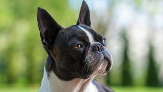 Close up of Boston Terrier with flat face