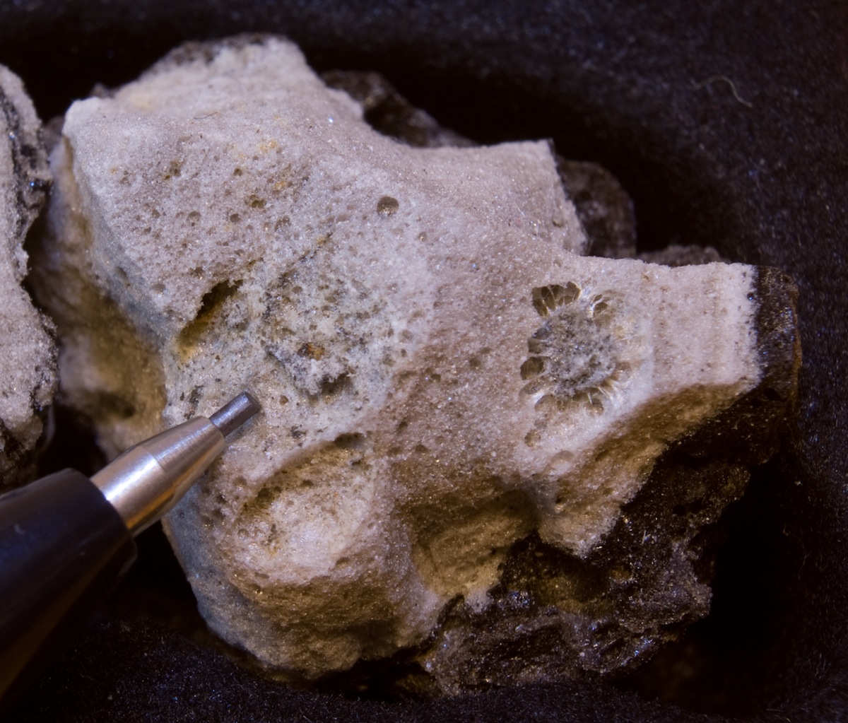 Fossils in lava erupted from El Hierro volcano in 2011.