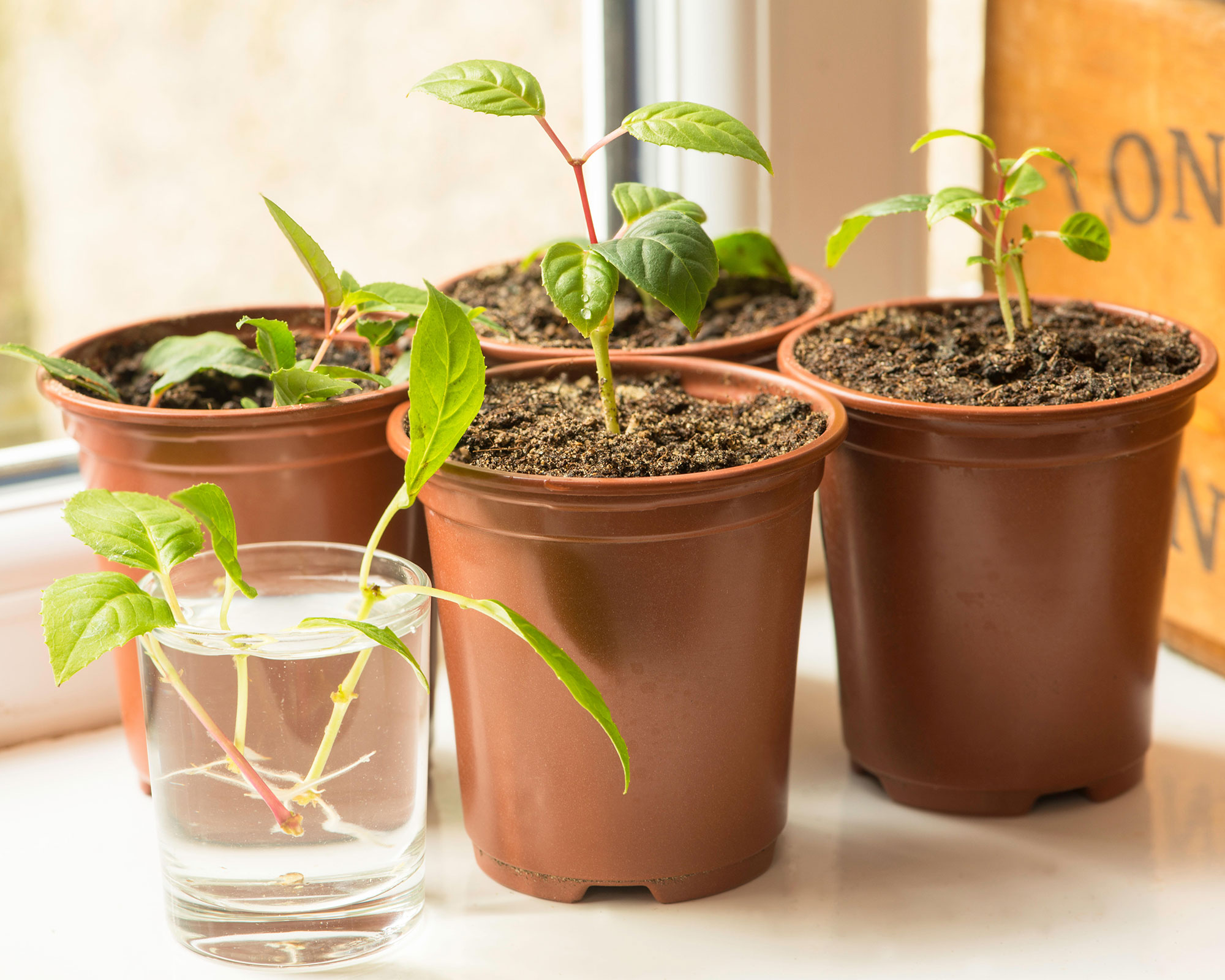 fuchsia cuttings on a windowsill