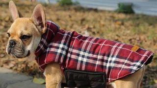 Dog wearing fleece