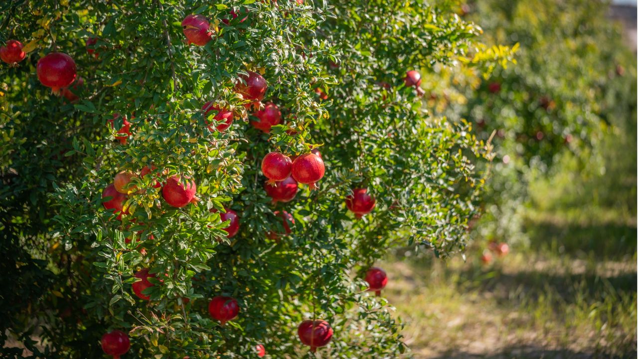 Are pomegranate trees self-pollinating 