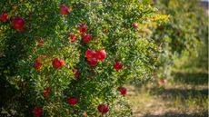 Are pomegranate trees self-pollinating 