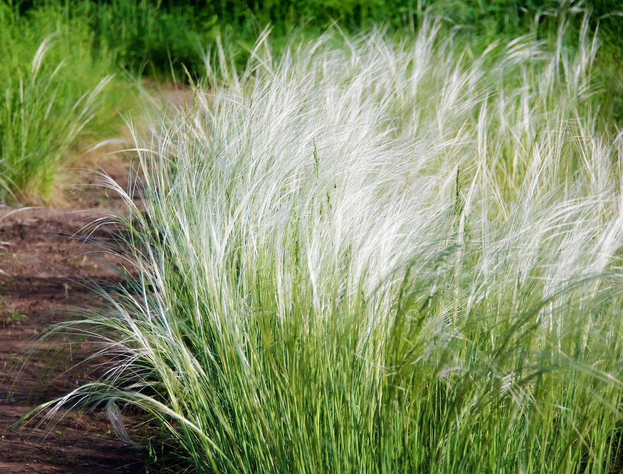 Stipa tenuissima from Thompson &amp; Morgan