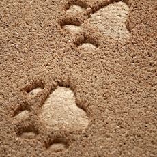 paw print with sturdy coir mat and design