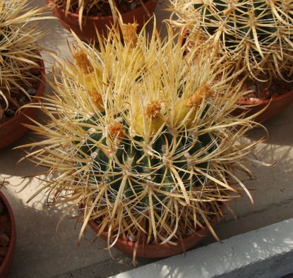 Ferocactus Chrysacanthus Cacti