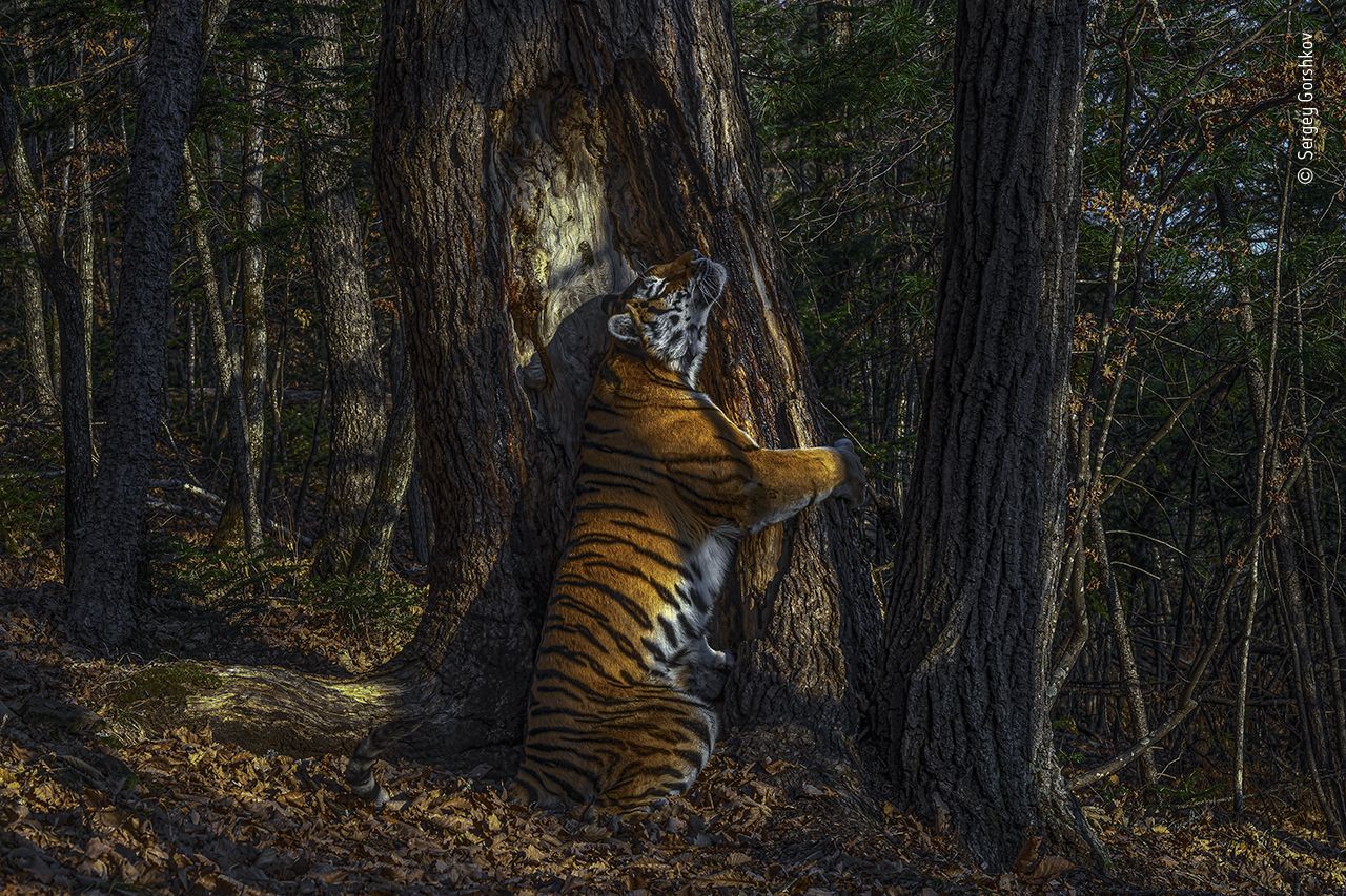 The Embrace by Sergey Gorshkov / WPOTY.