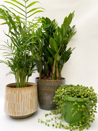 Hanging Garden Houseplants | three house plant and plant pot bundle