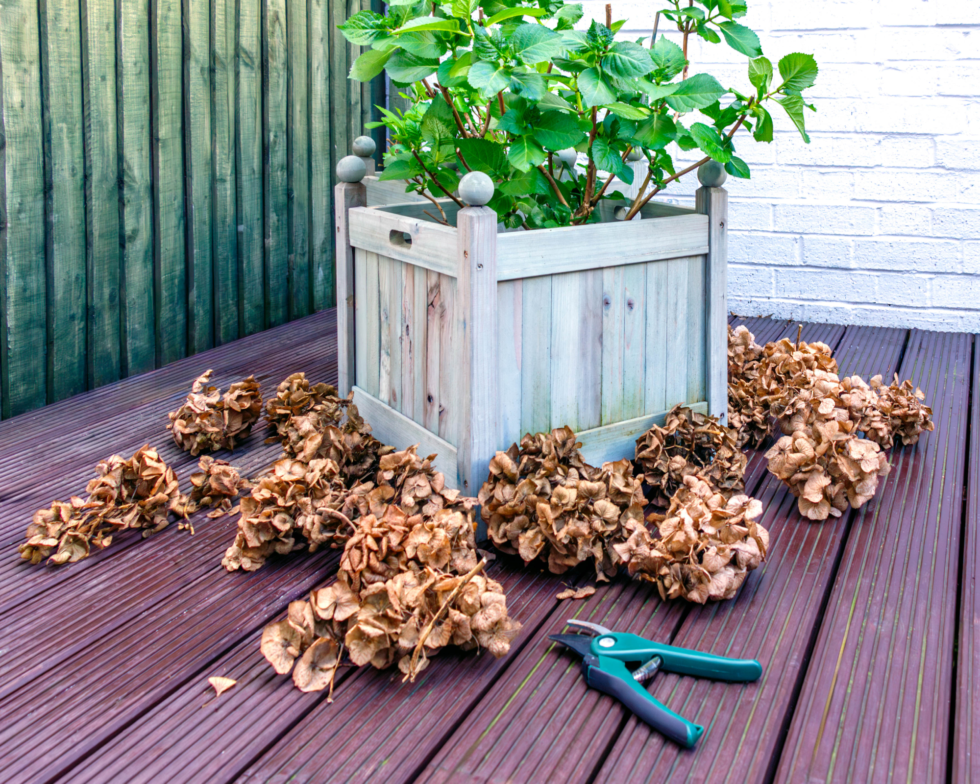Hydrangea in a wooden pot and dried cut inflorescences and secateurs lying on a decking at back garden