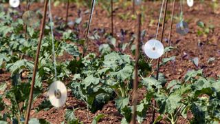 picture of CDs in garden used for scaring birds off