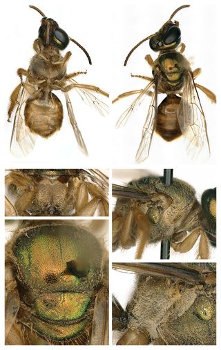The right side, or female side, of the bee's body was hairier and had a more robust hind leg.