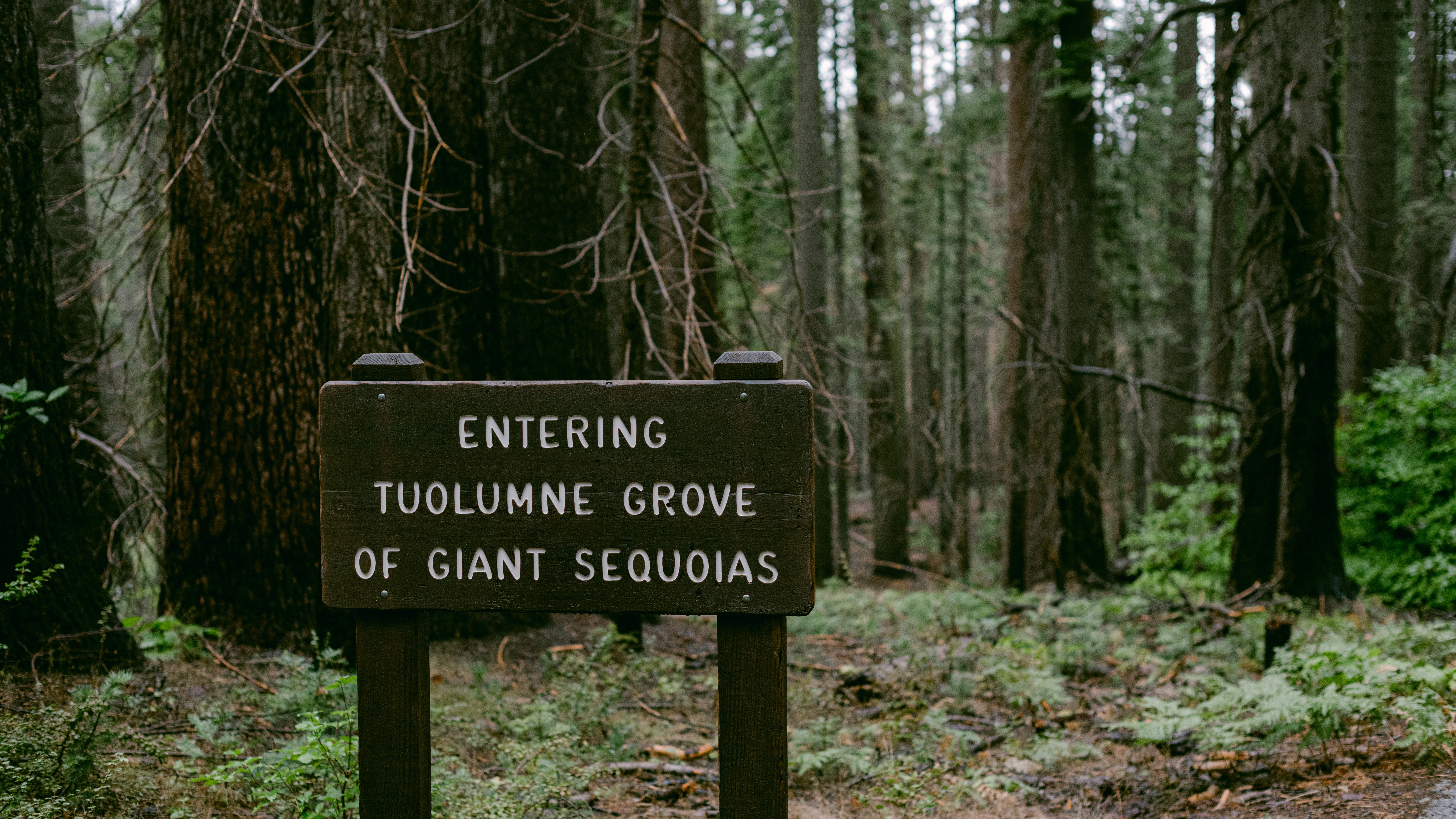 Tuolumne grove sign in Yosemite California in Yosemite Valley, California, United States