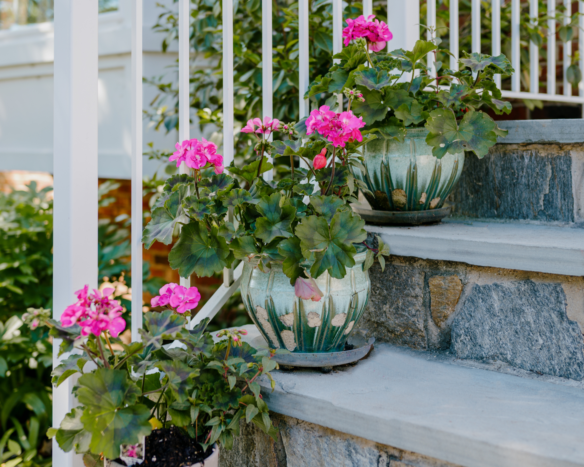 Pink geraniums in pots on stairs