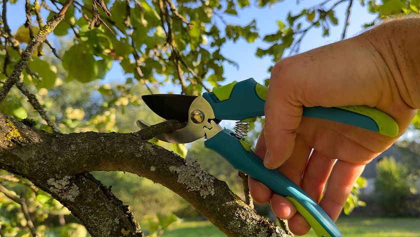 Hand cutting back small branches on a tree using pruning sheers