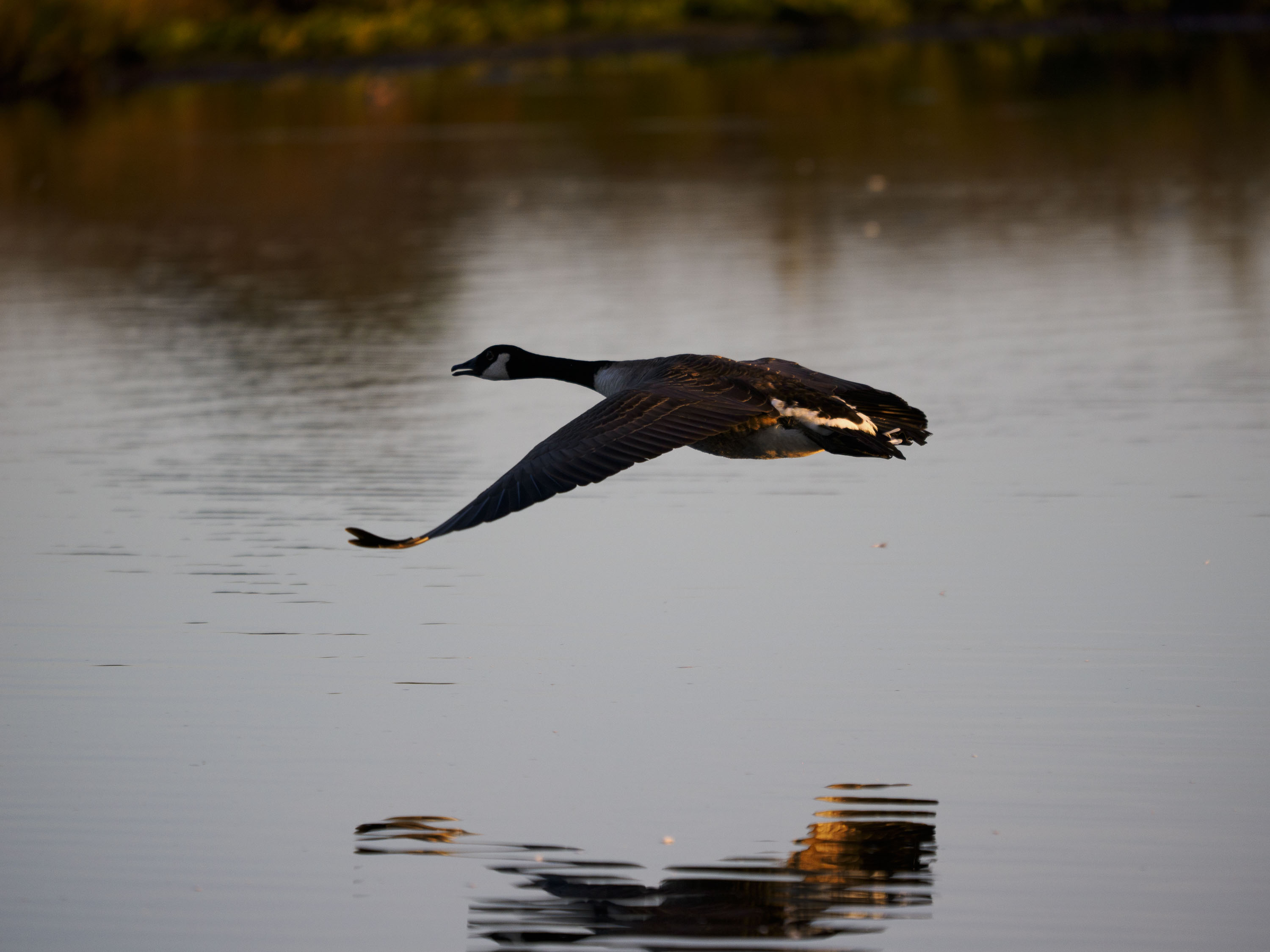 OM System 50-200mm F2.8 sample gallery: goose in flight over water at first light