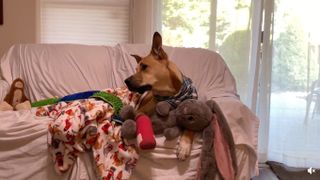 Dog with a broken paw curled up on couch with toys watching TV