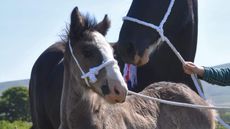ShireFoal1.jpeg