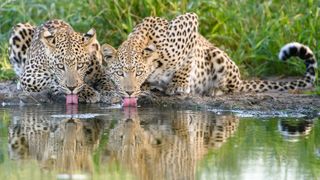 Rembering Leopards