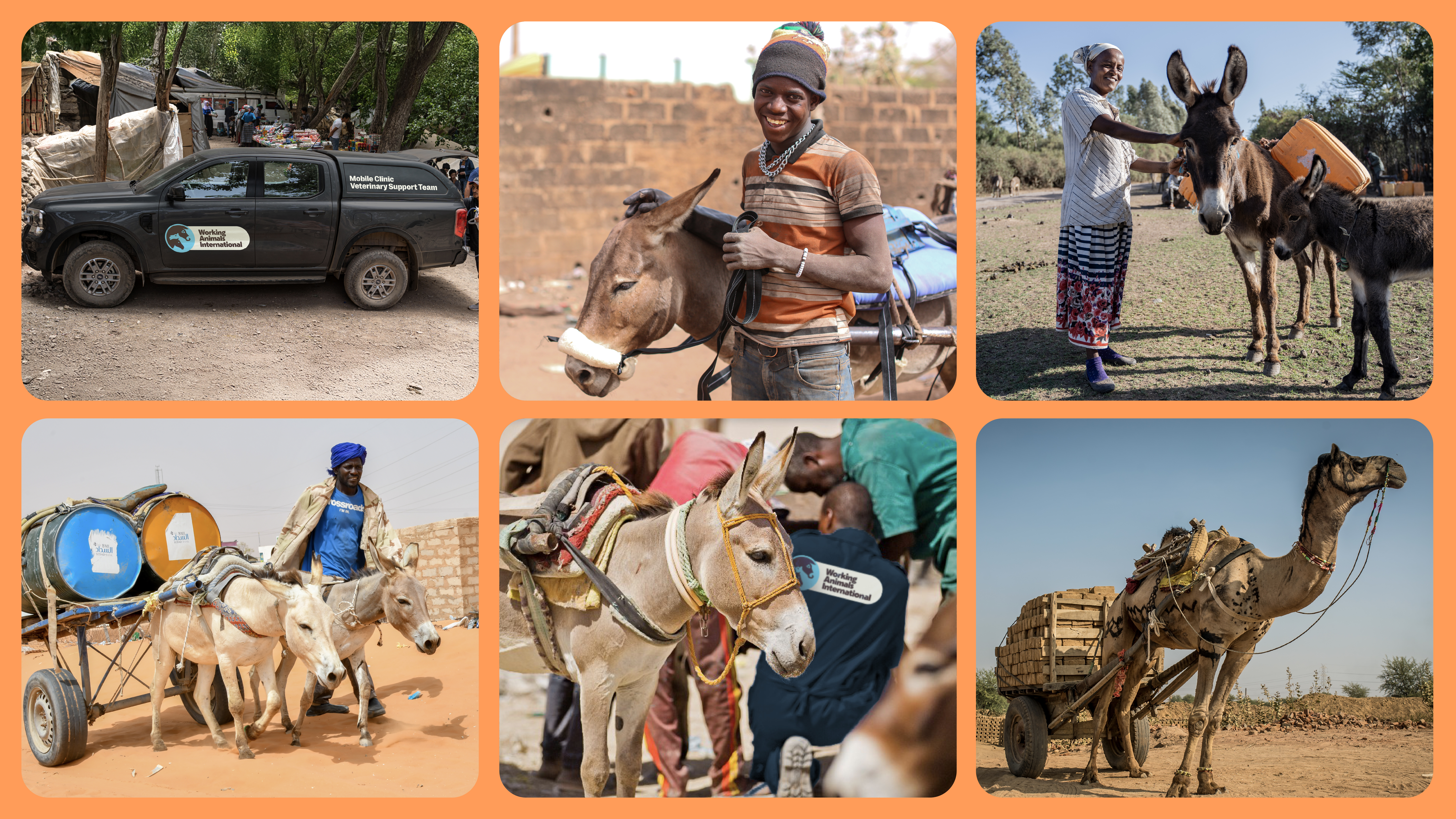 Working Animals International new branding