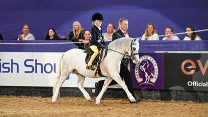 Thistledown Wood Owl carries Gracie-May Whitaker around the HOYS ring led by Craig Elenor