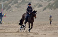 dog attacked horse